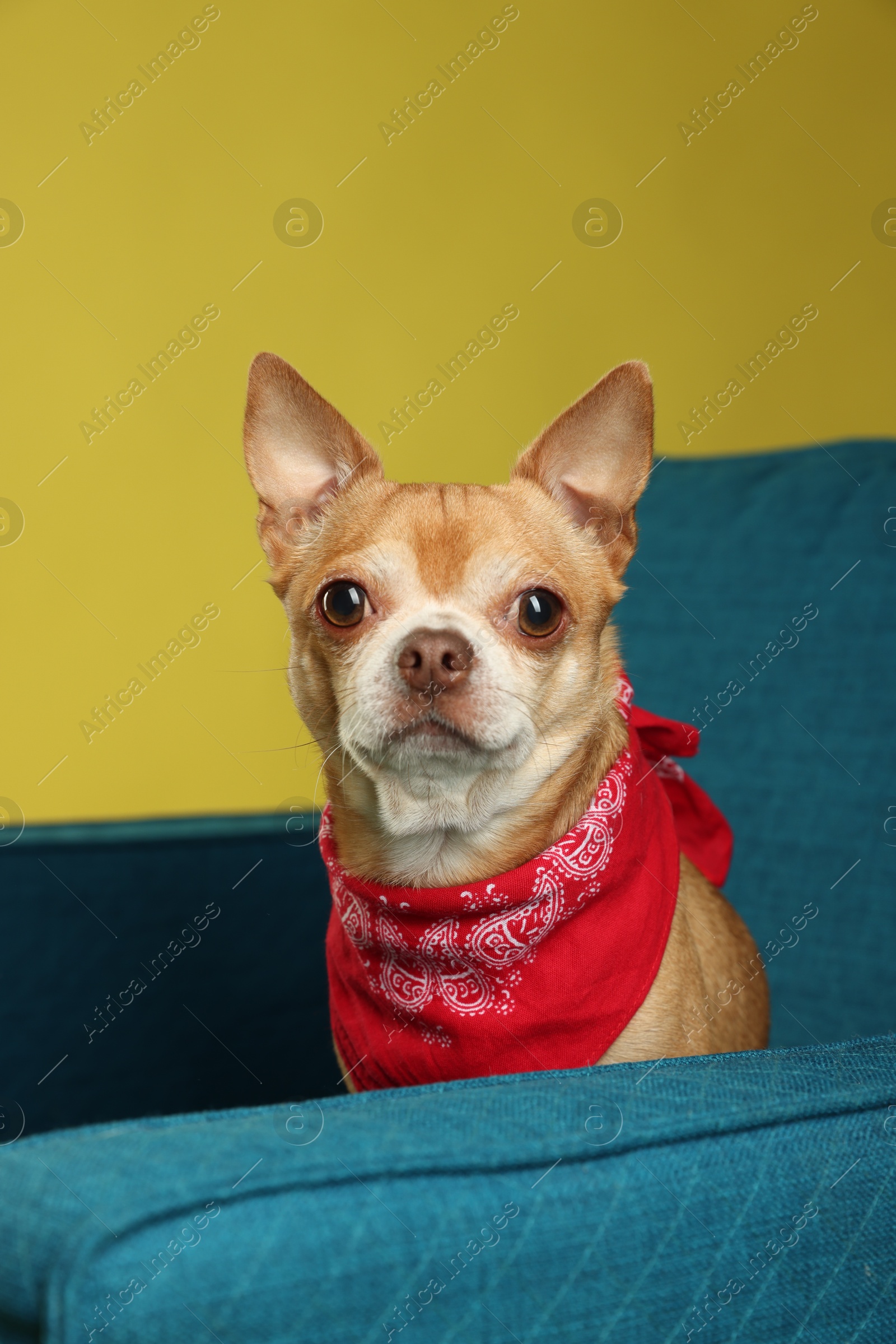 Photo of Cute Chihuahua dog with red neckerchief on armchair against golden background, closeup