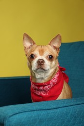 Photo of Cute Chihuahua dog with red neckerchief on armchair against golden background, closeup