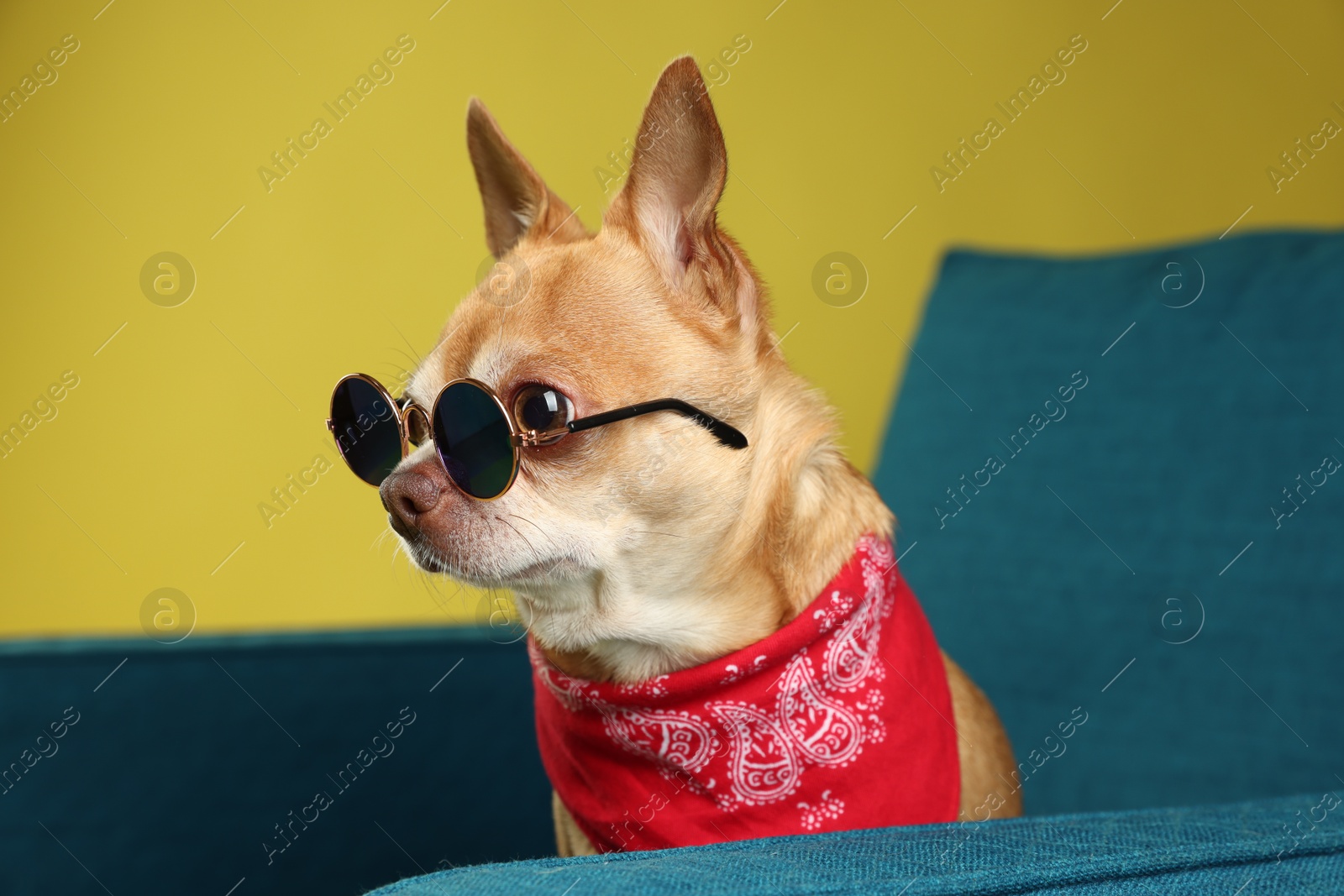 Photo of Cute Chihuahua dog with sunglasses and red neckerchief on armchair against golden background, closeup