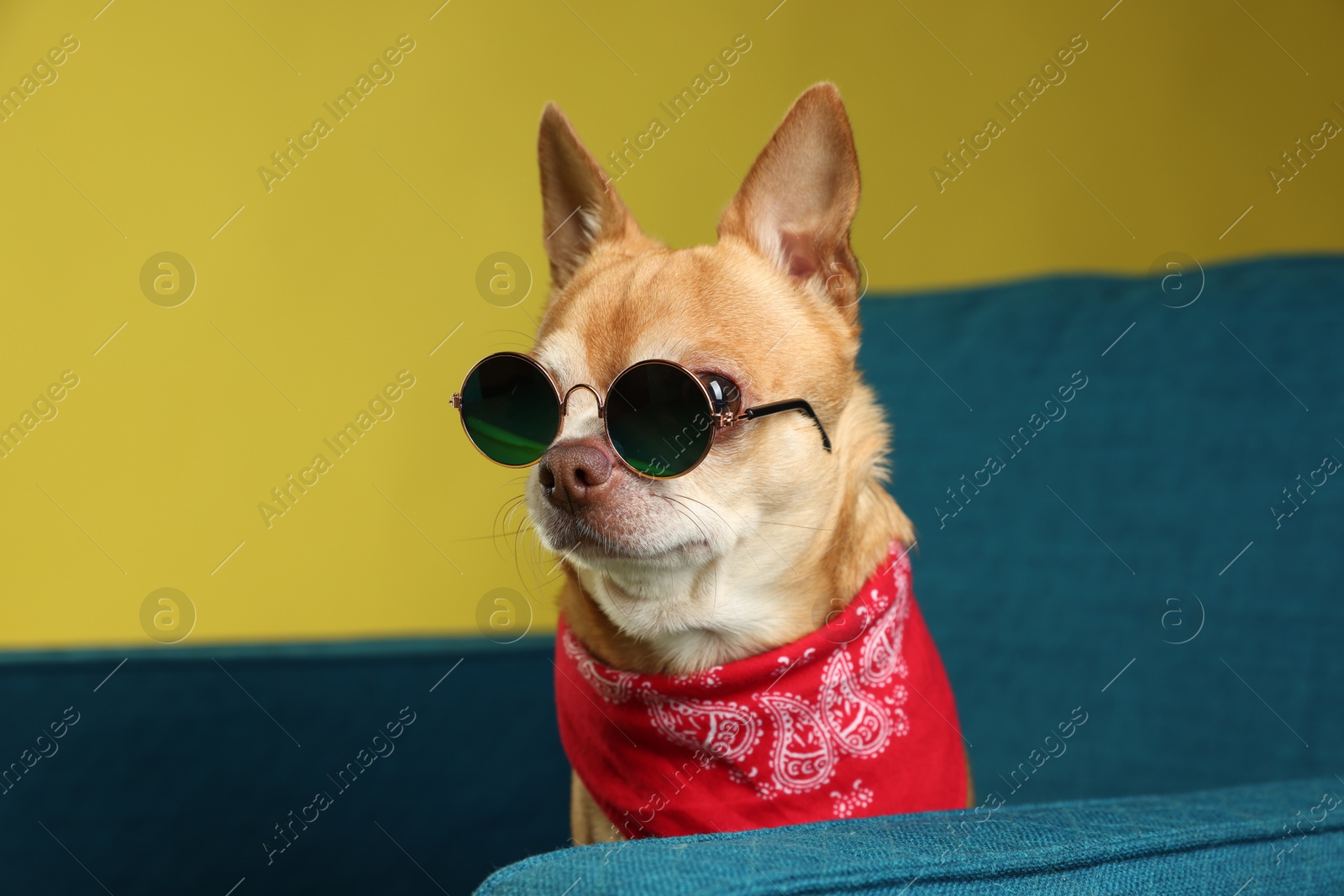 Photo of Cute Chihuahua dog with sunglasses and red neckerchief on armchair against golden background, closeup