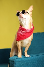 Photo of Cute Chihuahua dog with sunglasses and red neckerchief on armchair against golden background, closeup