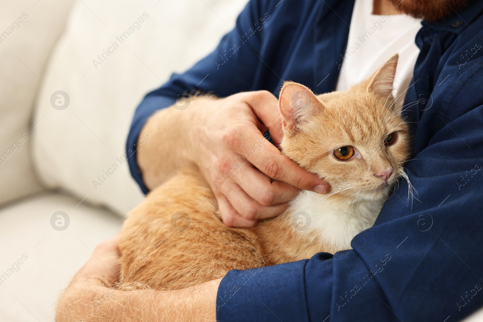 Photo of Man petting cute ginger cat on sofa at home, closeup