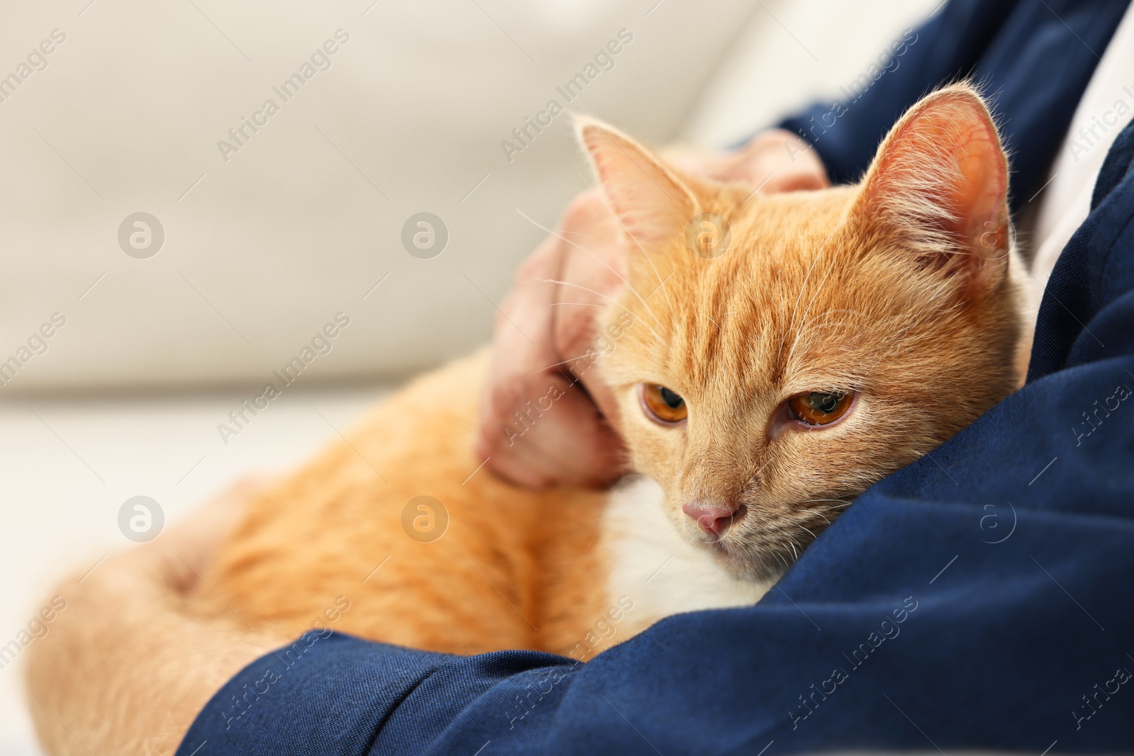 Photo of Man petting cute ginger cat on sofa at home, closeup