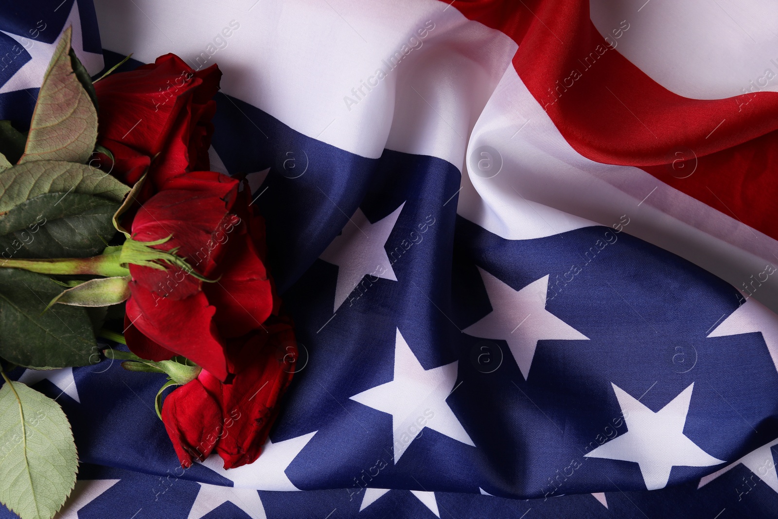 Photo of Veterans day. Rose flowers on American flag, top view