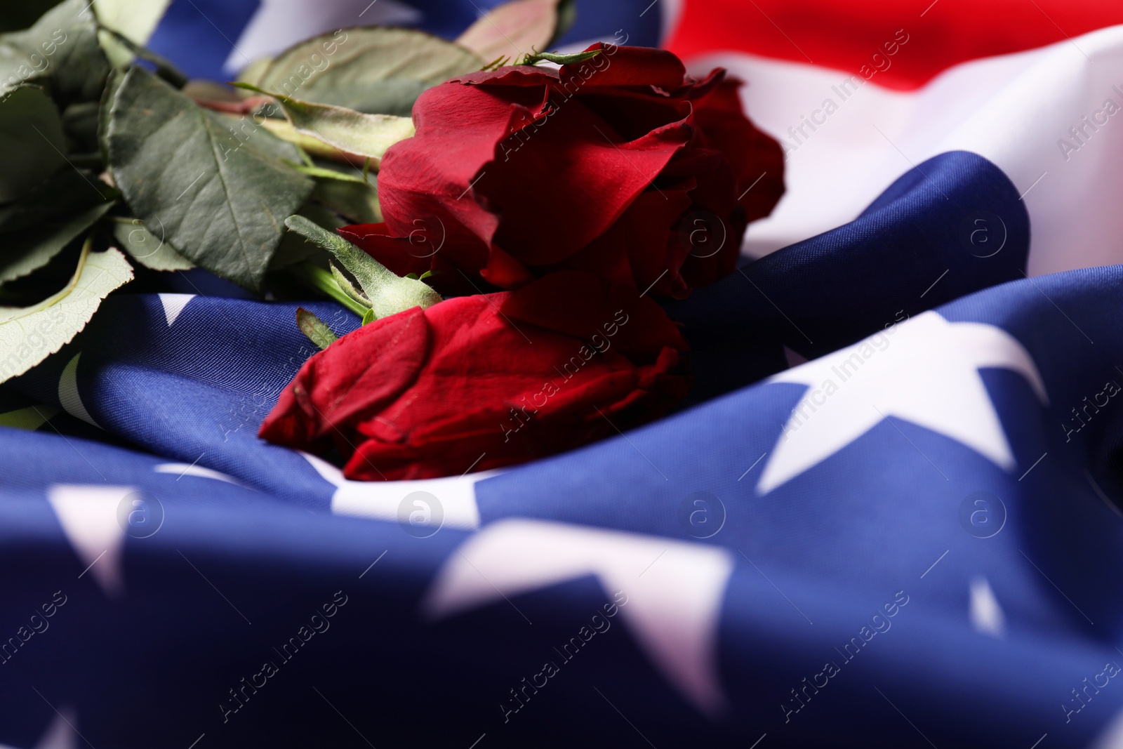 Photo of Veterans day. Rose flowers on American flag, closeup