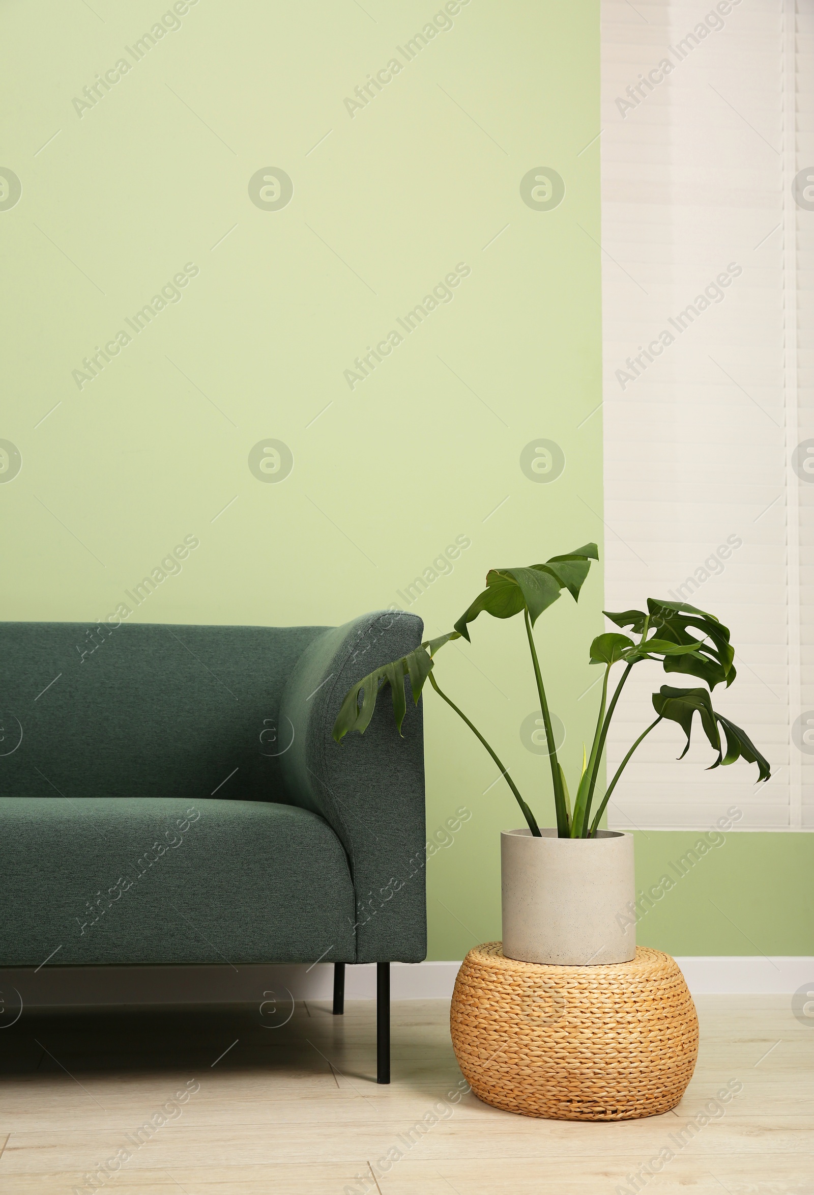 Photo of Stylish sofa and houseplant near green wall indoors