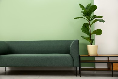 Photo of Stylish sofa and houseplant near green wall indoors