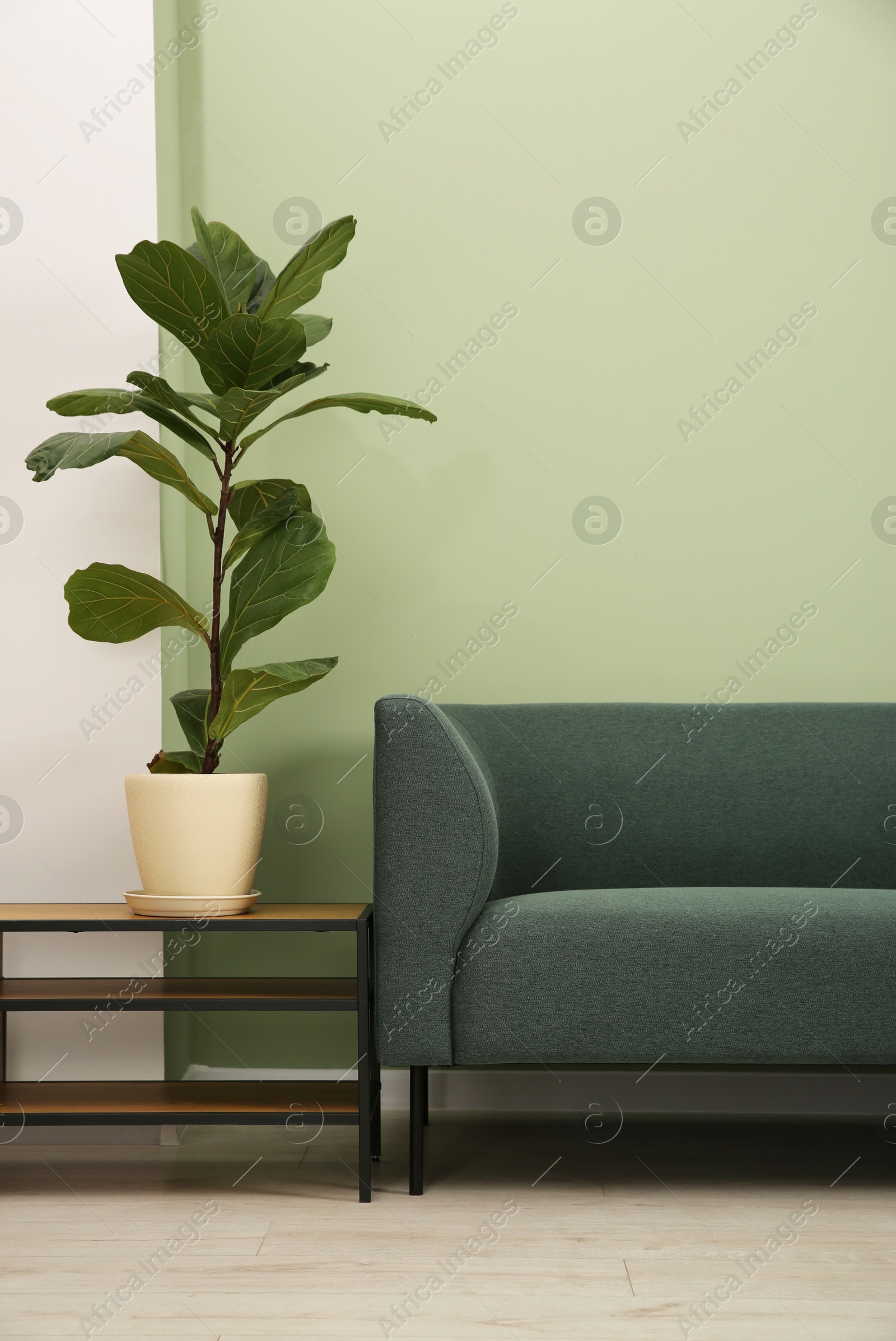 Photo of Stylish sofa and houseplant near green wall indoors