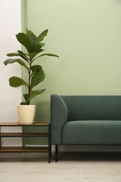 Photo of Stylish sofa and houseplant near green wall indoors