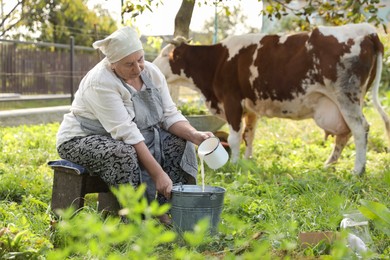 Senior woman pouring fresh milk into bucket while cow grazing outdoors