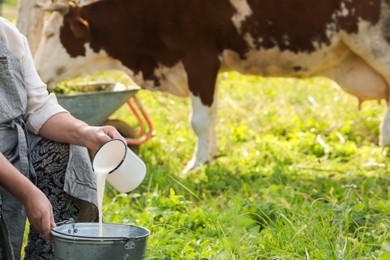 Photo of Senior woman pouring fresh milk into bucket while cow grazing outdoors, closeup