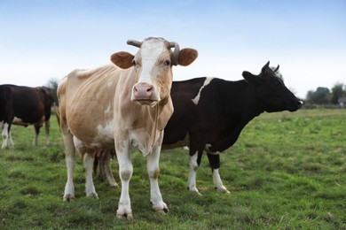 Photo of Beautiful cows grazing on green grass outdoors