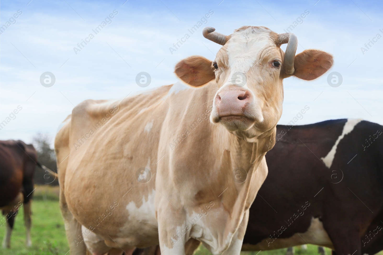 Photo of Beautiful cows grazing on pasture. Farm animal