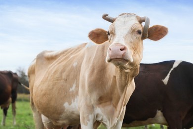 Beautiful cows grazing on pasture. Farm animal