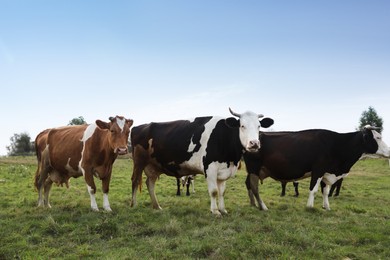 Photo of Beautiful cows grazing on green grass outdoors