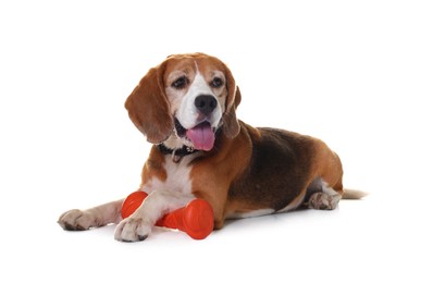 Cute dog with toy isolated on white. Playful pet