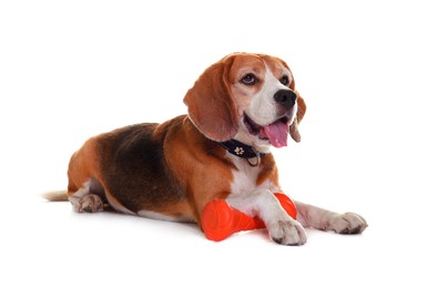 Cute dog with toy isolated on white. Playful pet