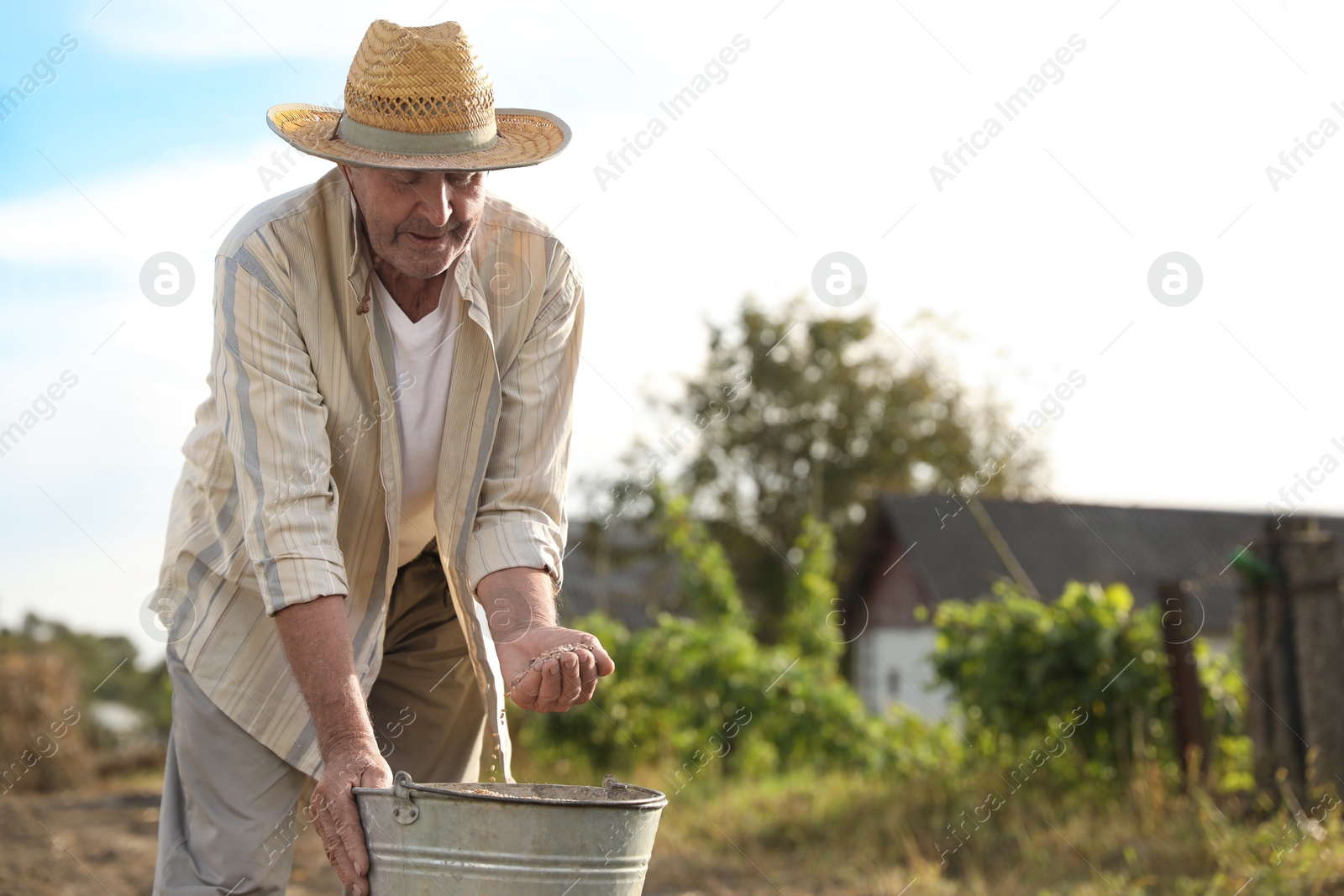 Photo of Senior man with bucket of ripe wheat grains outdoors, space for text