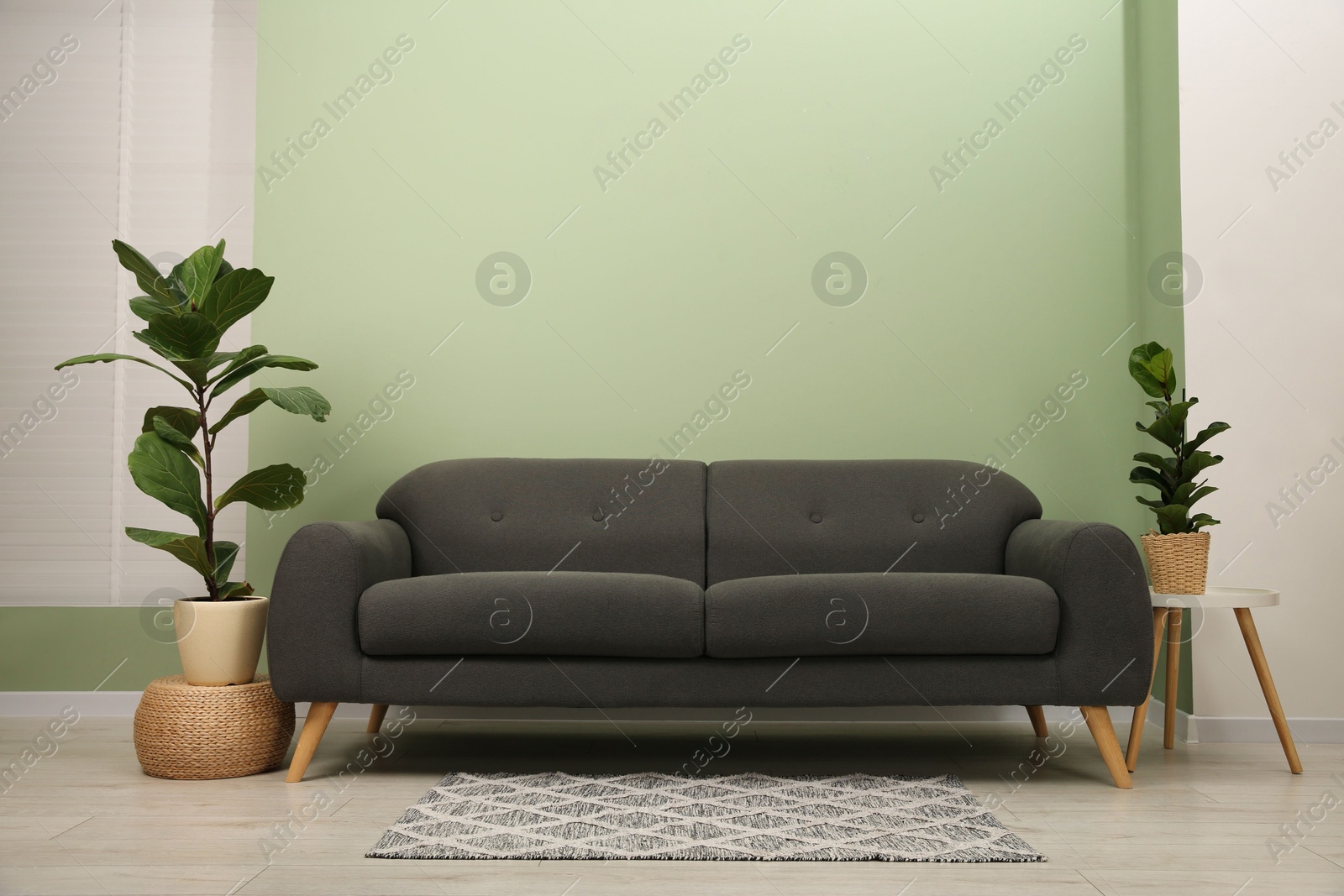 Photo of Stylish sofa and houseplants near green wall indoors