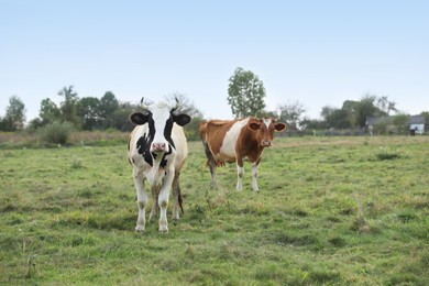 Beautiful cows grazing on green grass outdoors