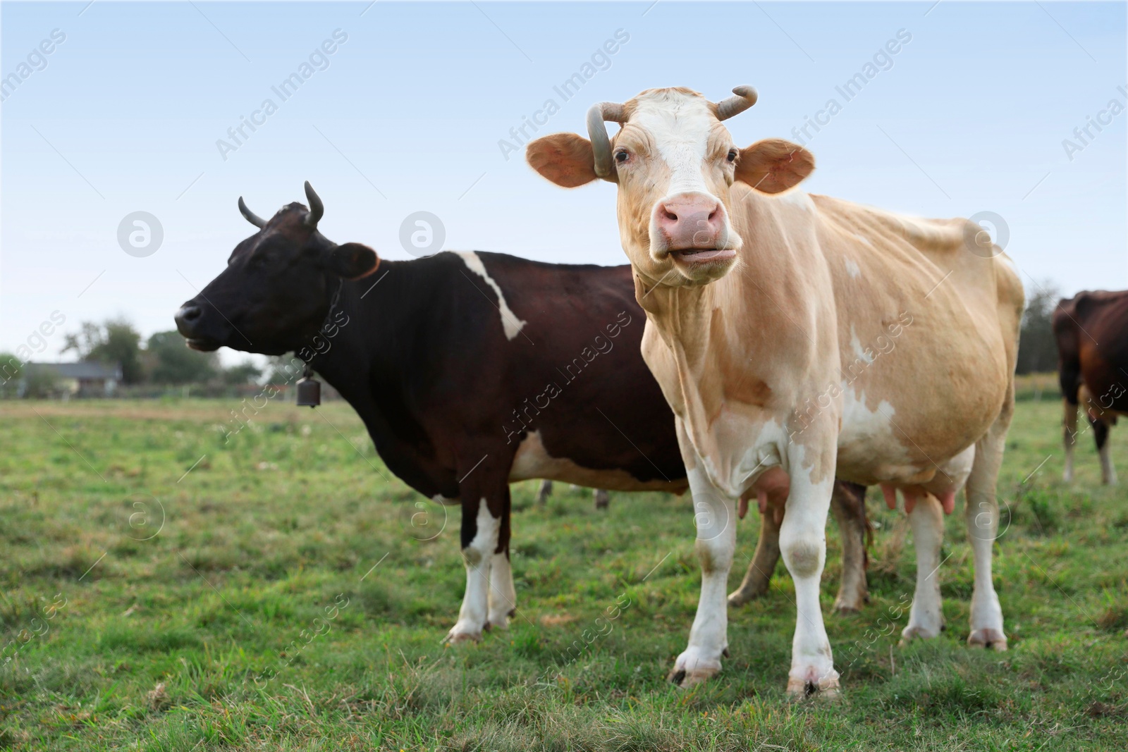 Photo of Beautiful cows grazing on green grass outdoors