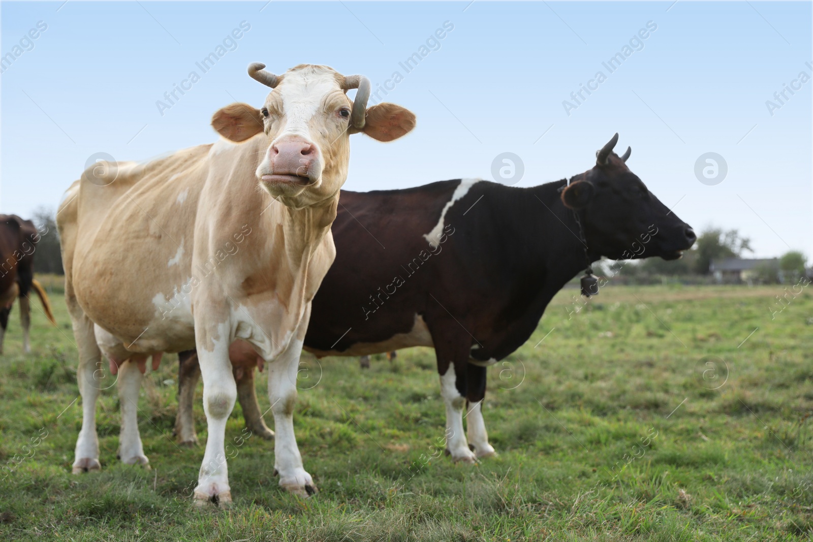 Photo of Beautiful cows grazing on green grass outdoors