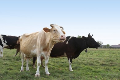 Beautiful cows grazing on green grass outdoors