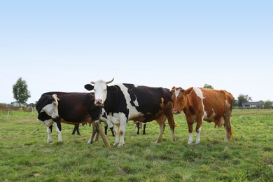 Beautiful cows grazing on green grass outdoors