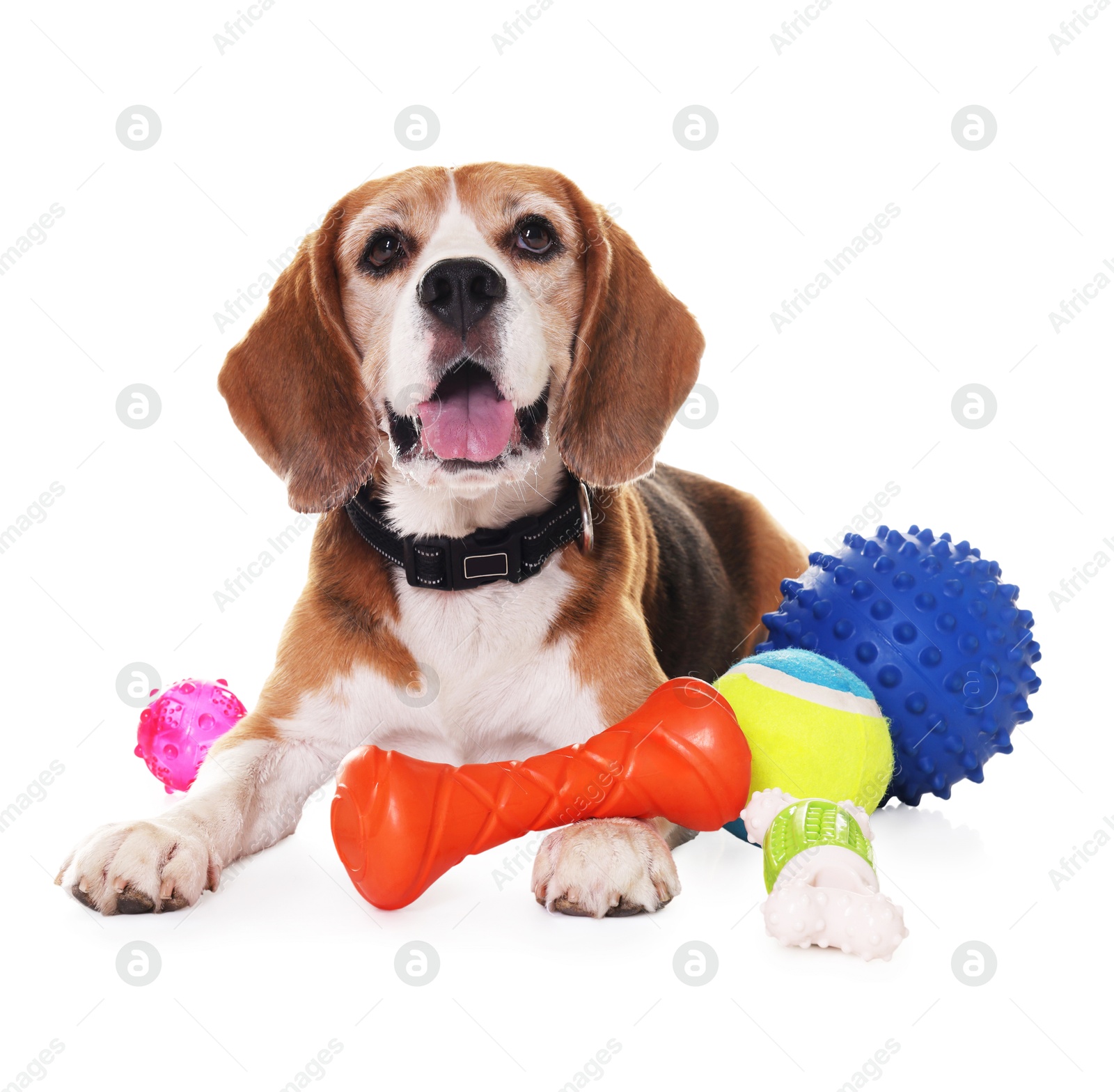 Photo of Cute dog with toys isolated on white. Playful pet