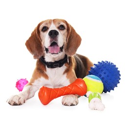 Cute dog with toys isolated on white. Playful pet