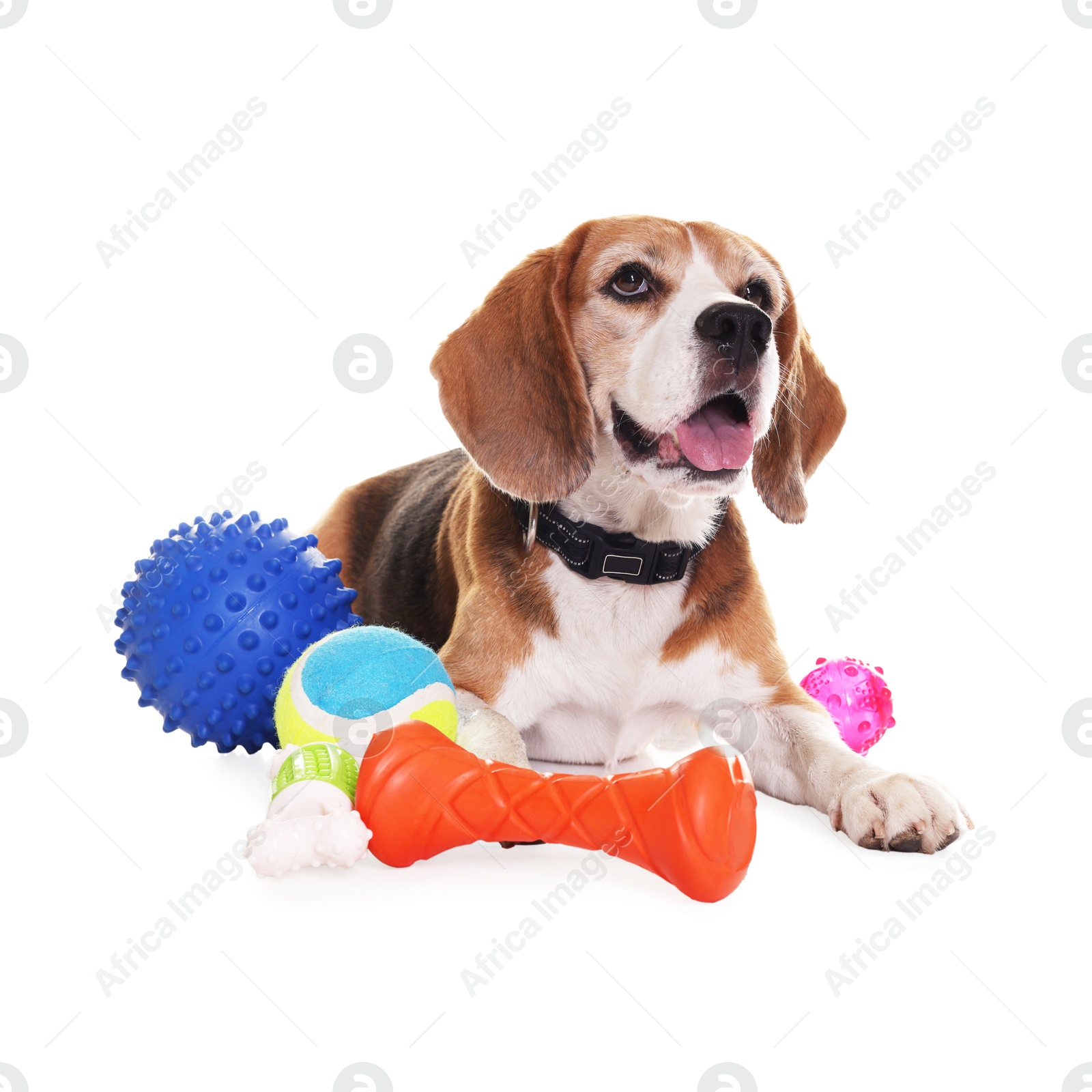 Photo of Cute dog with toys isolated on white. Playful pet