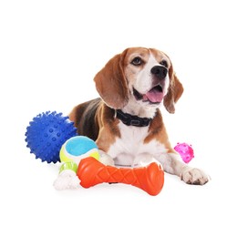 Cute dog with toys isolated on white. Playful pet