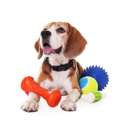 Cute dog with toys isolated on white. Playful pet