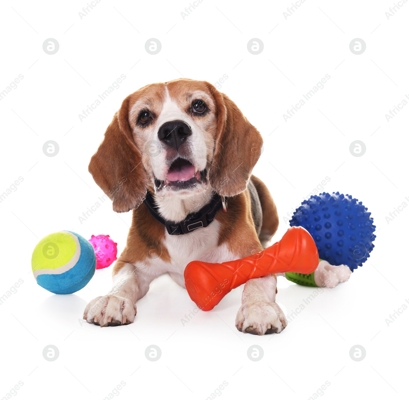 Photo of Cute dog with toys isolated on white. Playful pet