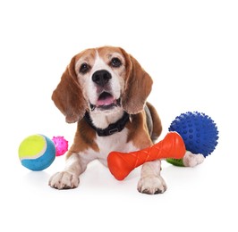 Cute dog with toys isolated on white. Playful pet