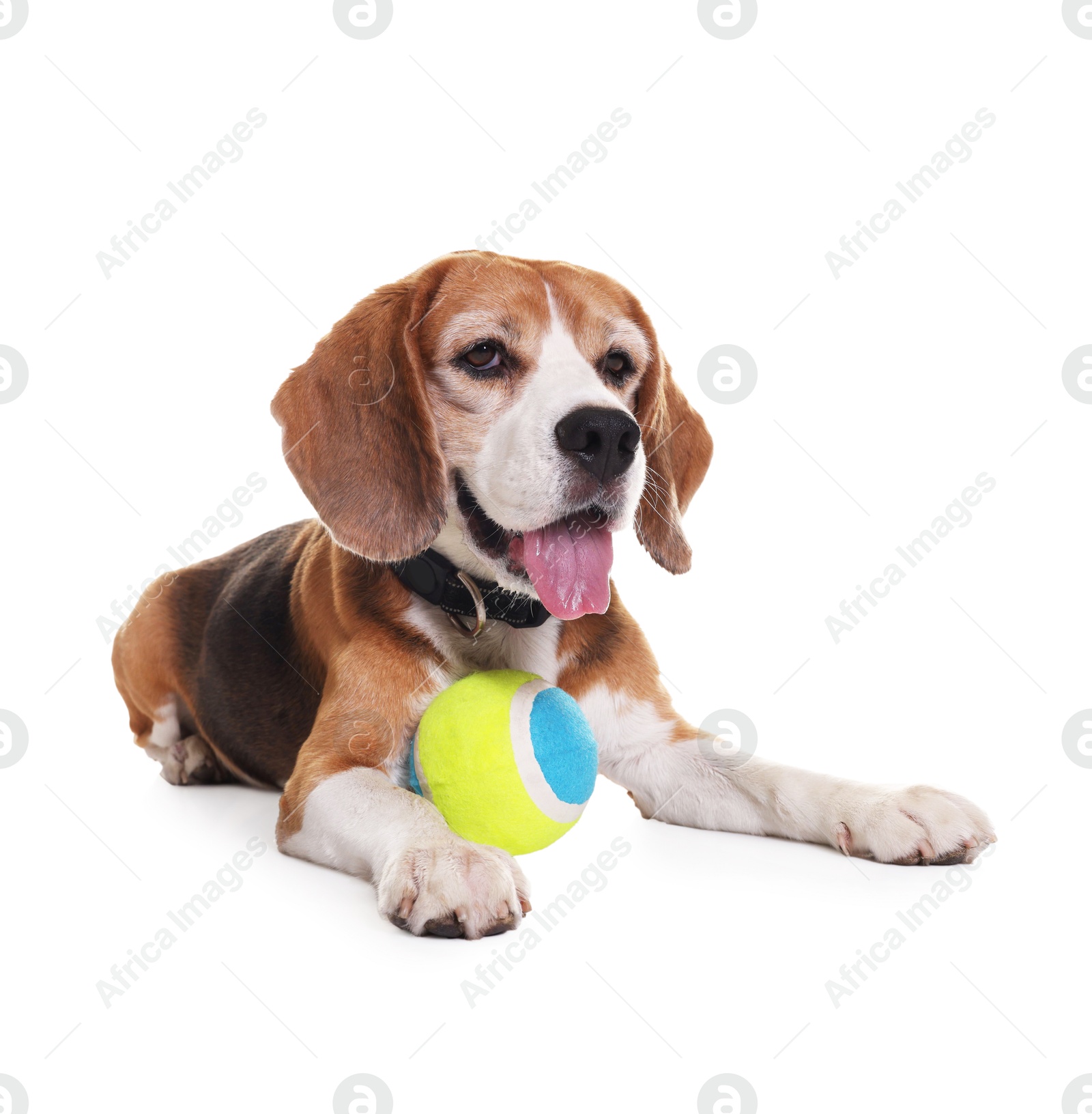 Photo of Cute dog with toy isolated on white. Playful pet