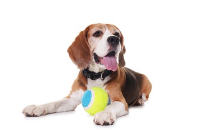 Cute dog with toy isolated on white. Playful pet