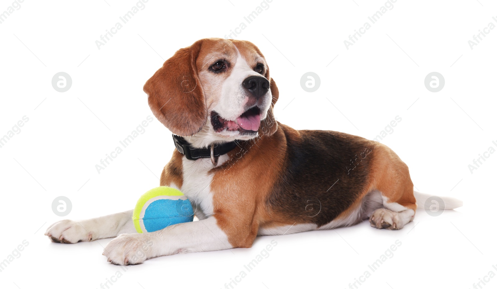 Photo of Cute dog with toy isolated on white. Playful pet