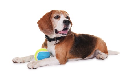 Cute dog with toy isolated on white. Playful pet