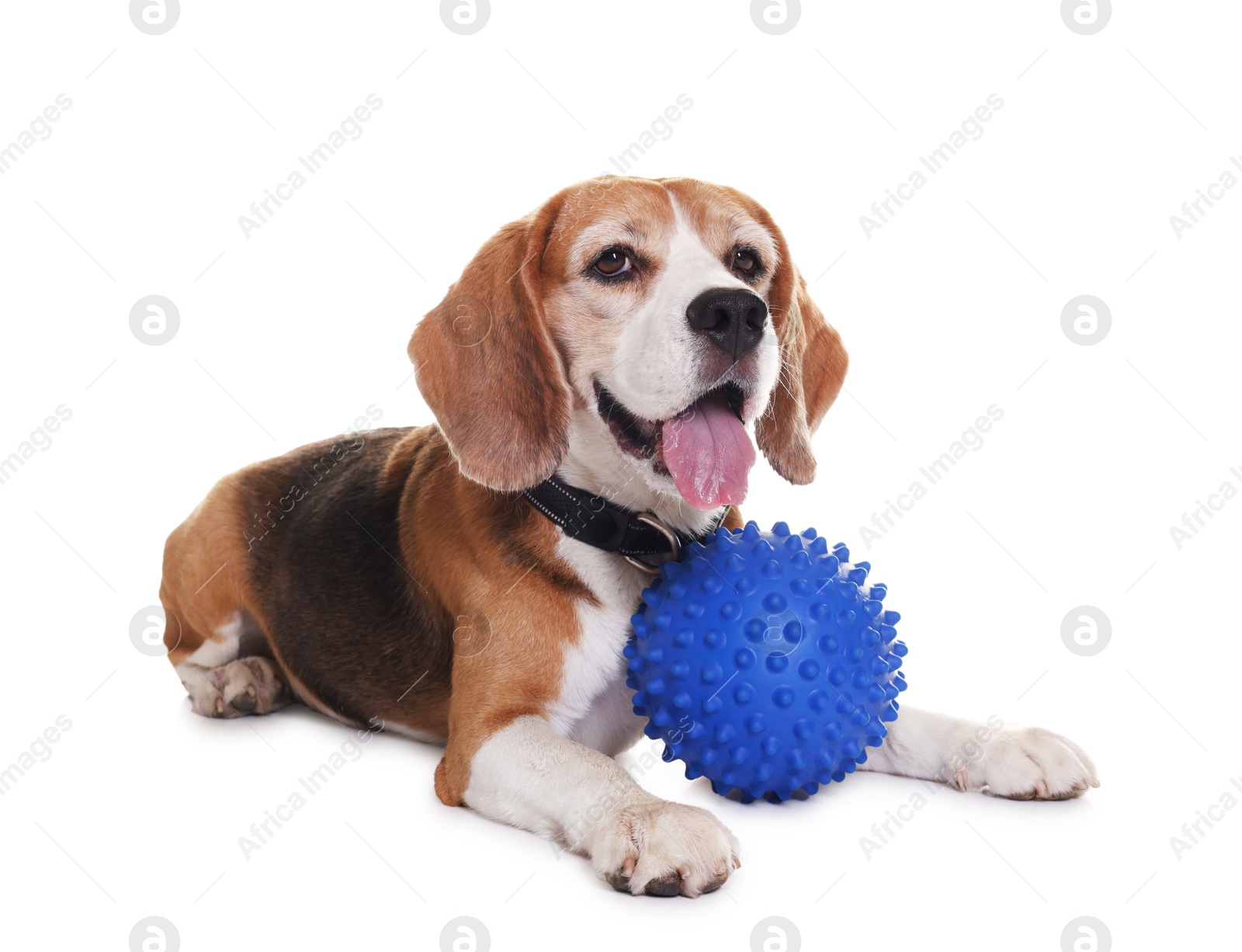 Photo of Cute dog with toy isolated on white. Playful pet