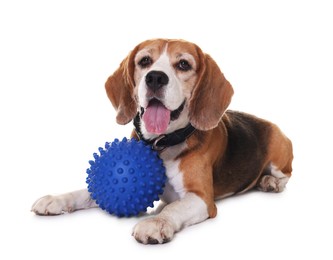 Cute dog with toy isolated on white. Playful pet