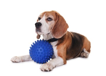 Cute dog with toy isolated on white. Playful pet