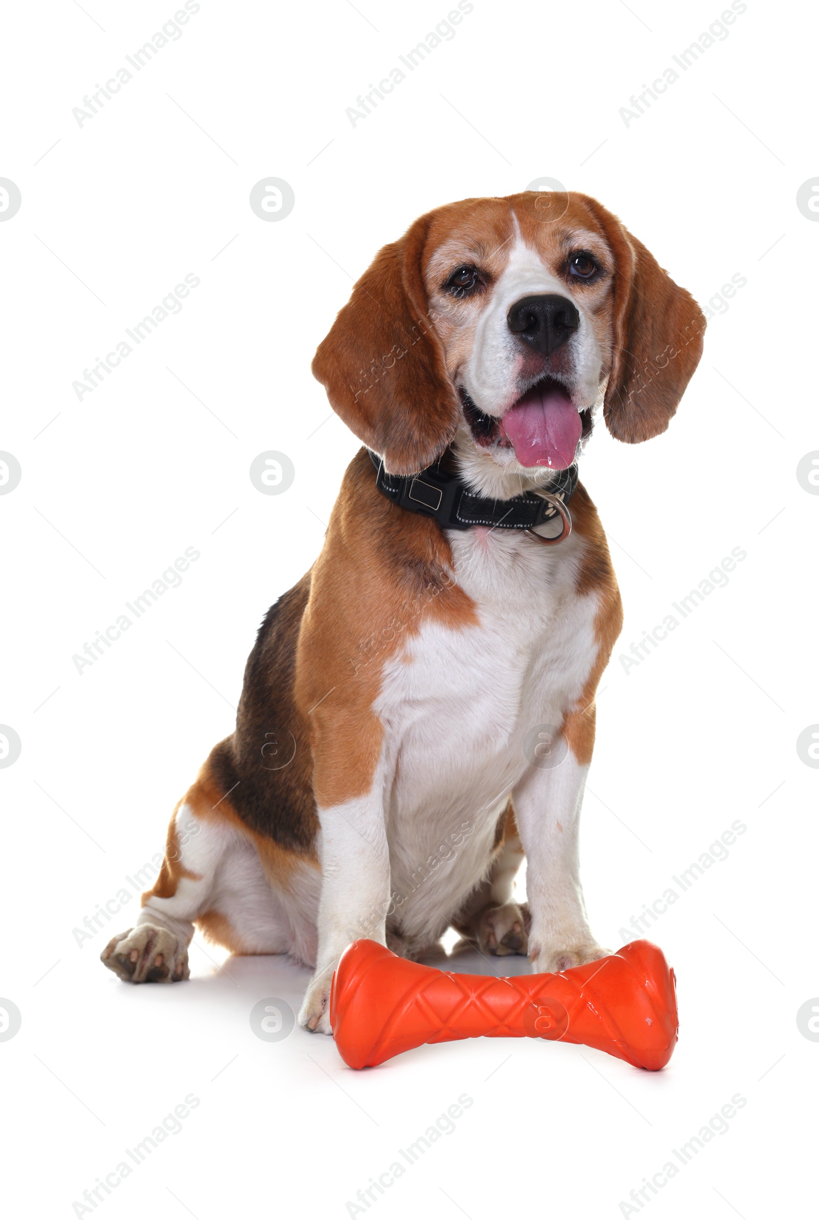 Photo of Cute dog with toy isolated on white. Playful pet