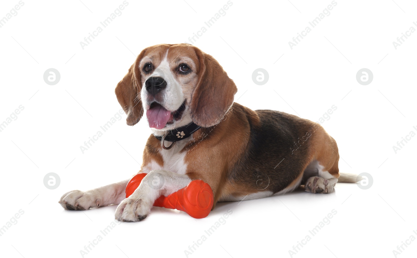 Photo of Cute dog with toy isolated on white. Playful pet