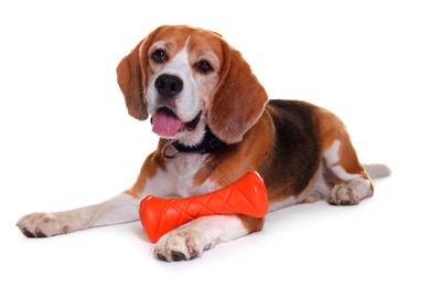 Cute dog with toy isolated on white. Playful pet