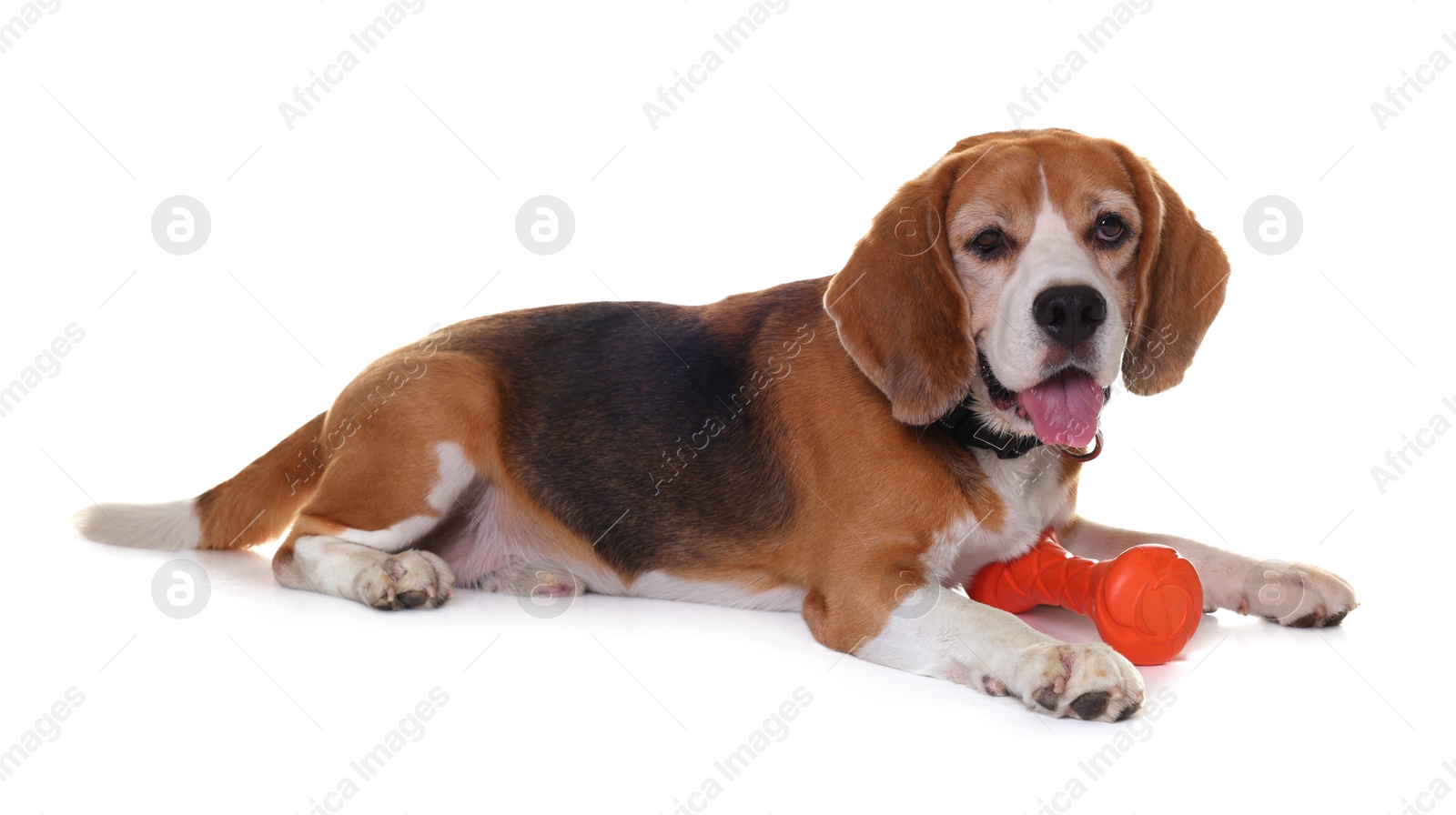 Photo of Cute dog with toy isolated on white. Playful pet