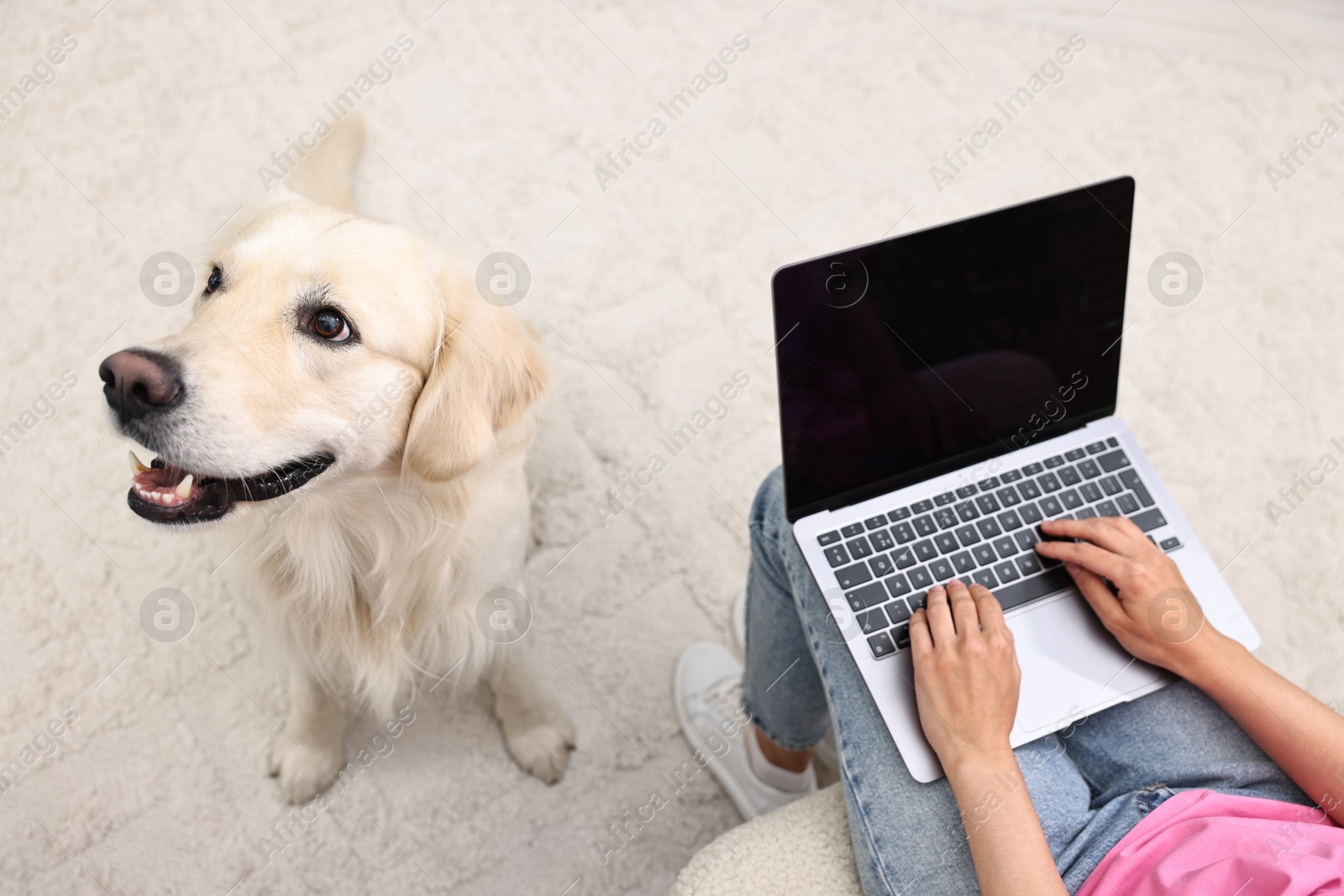 Photo of Online pet shop. Woman with laptop making order for cute Golden Retriever dog at home, closeup