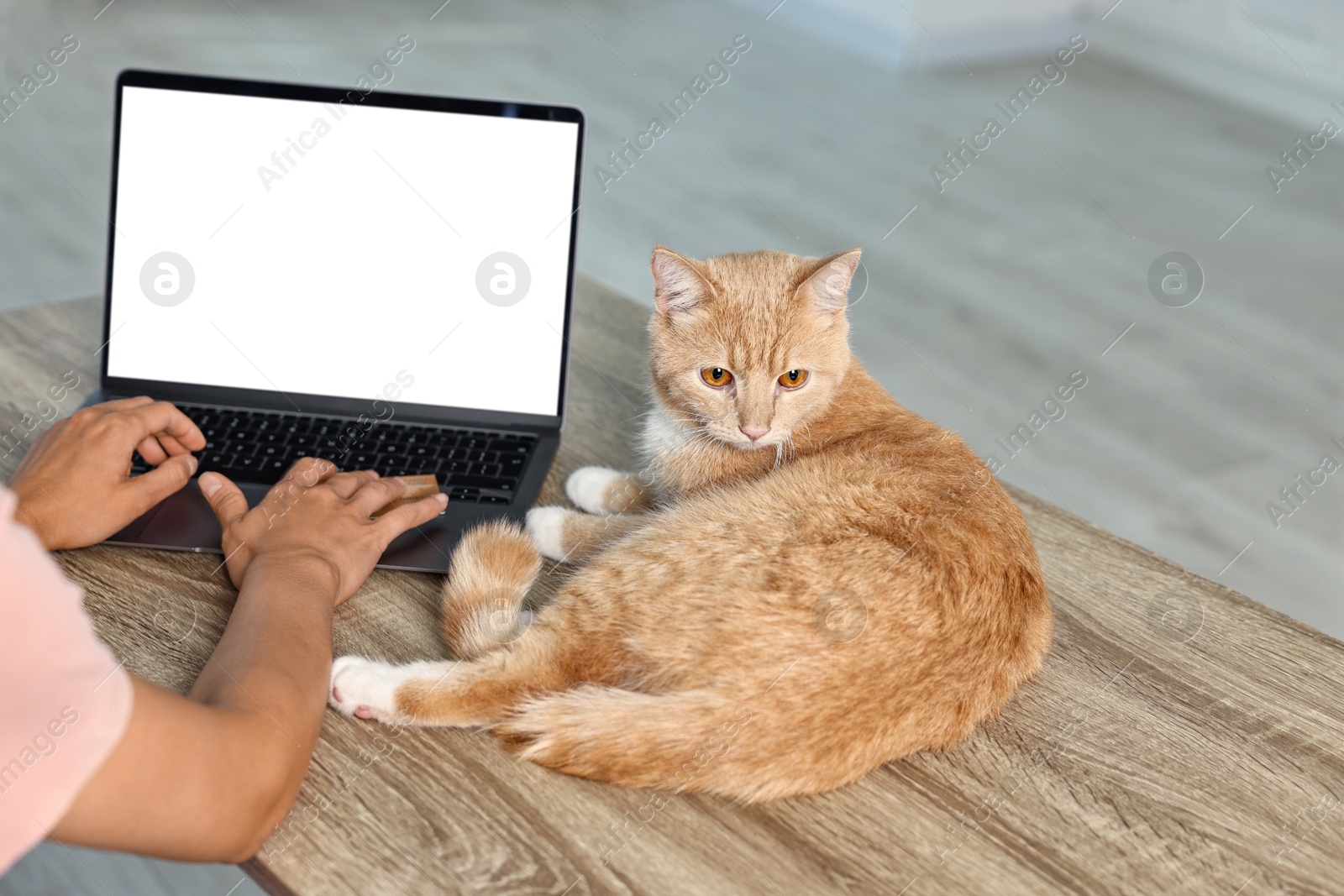 Photo of Online pet shop. Woman with laptop, credit card and cute cat making order at wooden table indoors, closeup