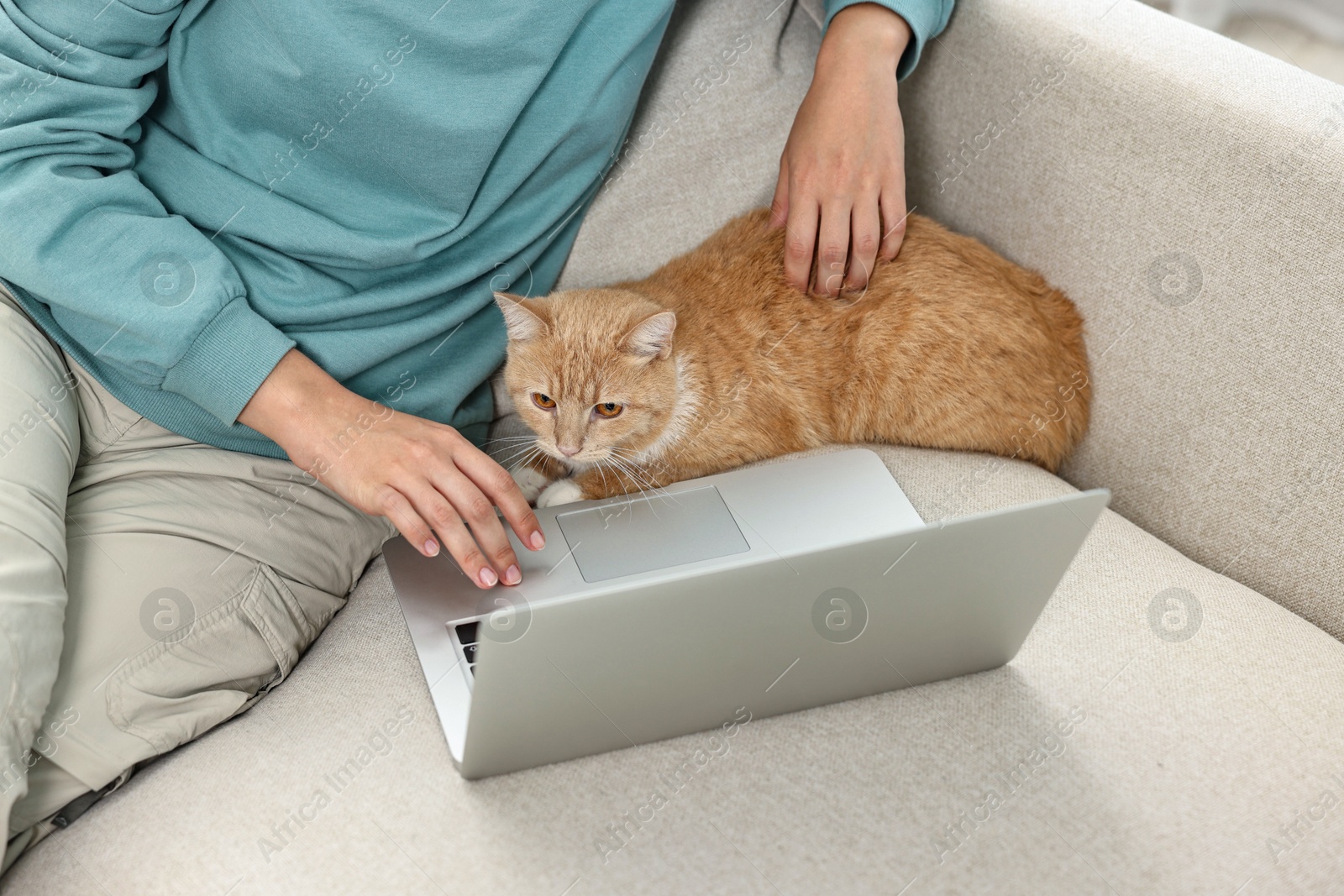 Photo of Online pet shop. Woman with laptop and cute cat making order on sofa at home, closeup