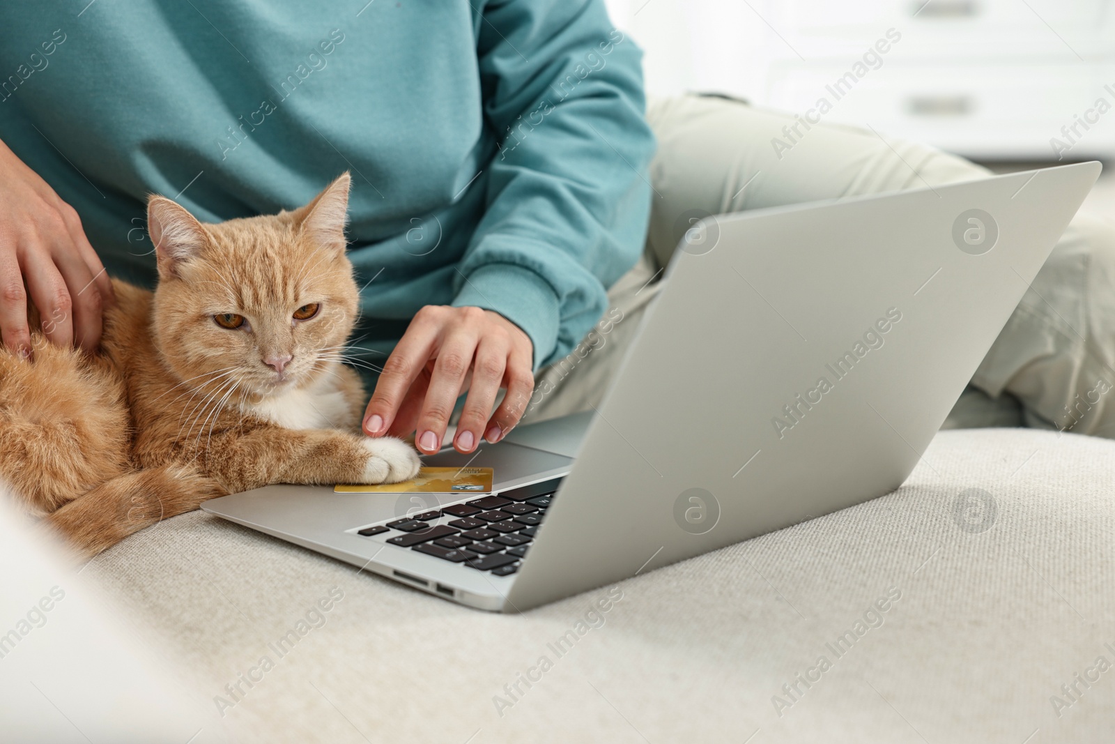 Photo of Online pet shop. Woman with laptop, credit card and cute cat making order on sofa at home, closeup